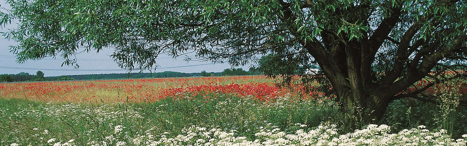 Wiese mit Mohnblumen,
        
    

        Foto: Tourismusverband Dahme-Seen e.V./Petra Förster