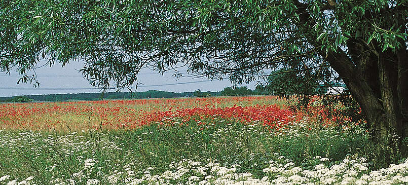 Landschaftsführungen