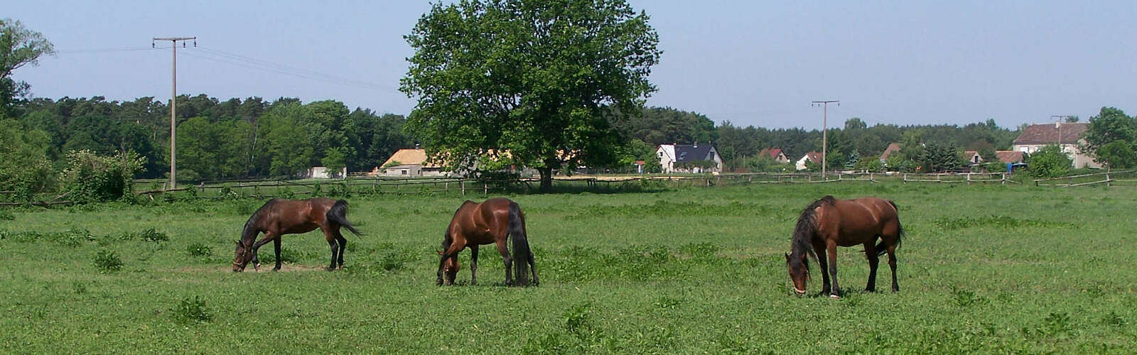 Pferde,
        
    

        Foto: Tourismusverband Dahme-Seen e.V./Petra Förster