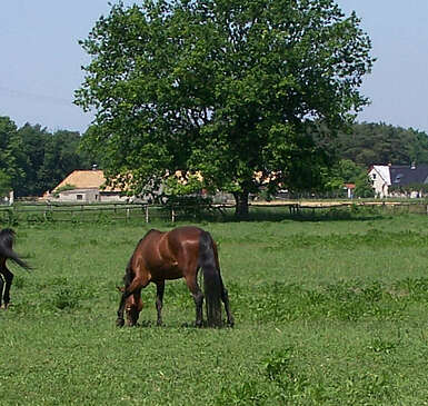 Reiten