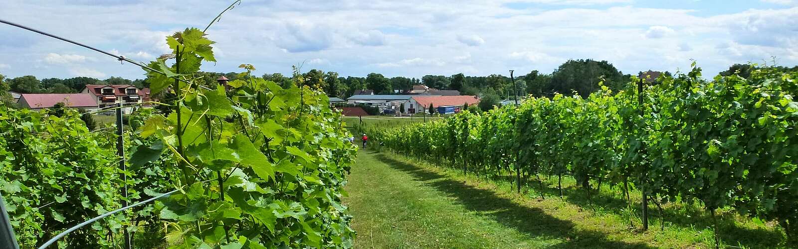 Weinberg in Bestensee,
        
    

        Foto: Tourismusverband Dahme-Seen e.V./Petra Förster