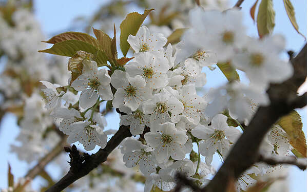 Kirschblüte