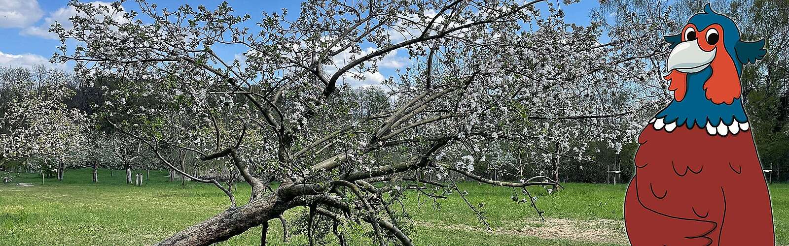 Streuobstwiese und Fabian