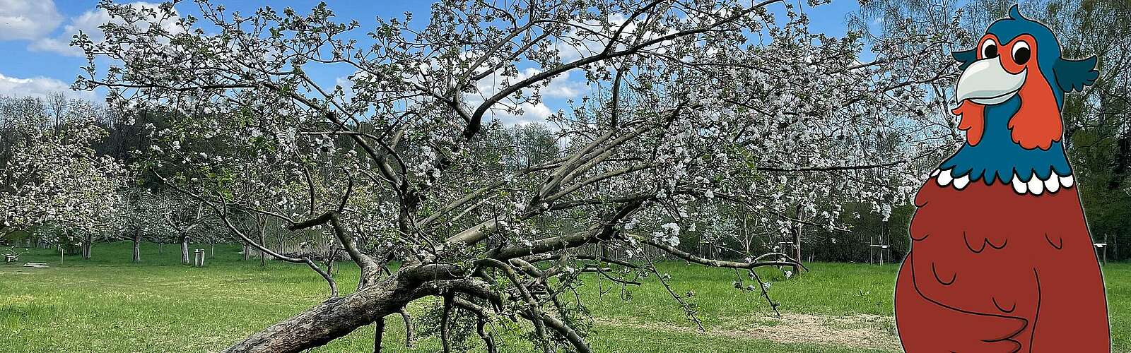 Streuobstwiese und Fabian,
            
        
                Foto: Tourismusverband Dahme-Seenland e.V./Petra Förster