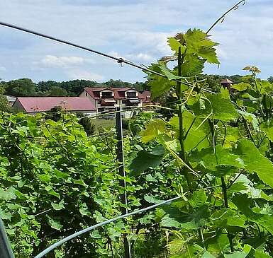 Weinberg in Bestensee