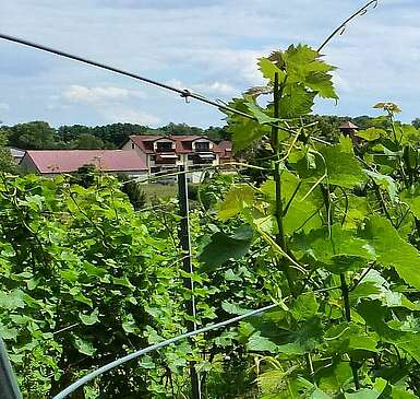 Weinberg in Bestensee