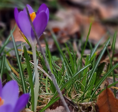 <p>Lila Krokusse blühen im Frühling</p>