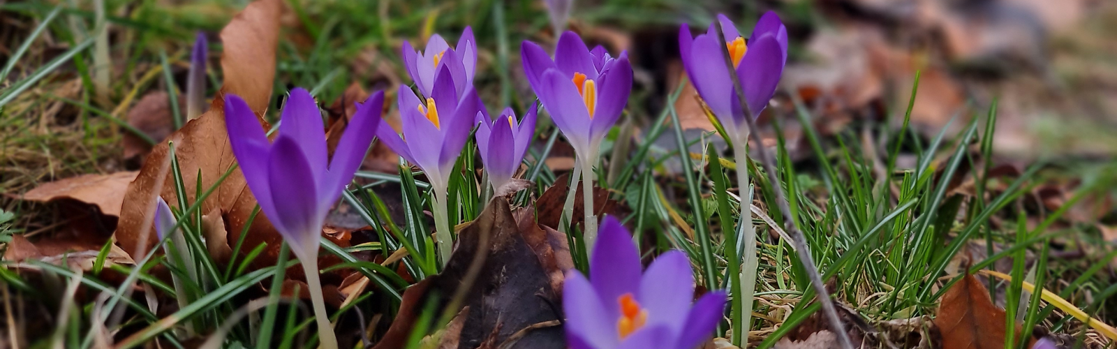 Krokusse,
            
        
                Foto: Tourismusverband Dahme-Seenland e.V./Sandra Fonarob
