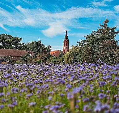 Blühendes Phacelia-Feld vor dem Kirchturm Ragow