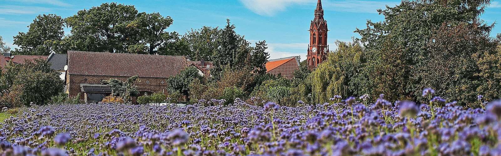 Blühendes Phacelia-Feld vor dem Kirchturm Ragow