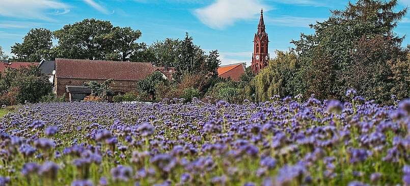 Blühendes Phacelia-Feld vor dem Kirchturm Ragow