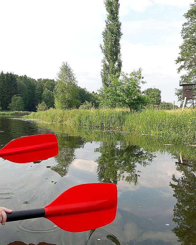 Zwei Paddelblätter vor der Uferkulisse der Dahme