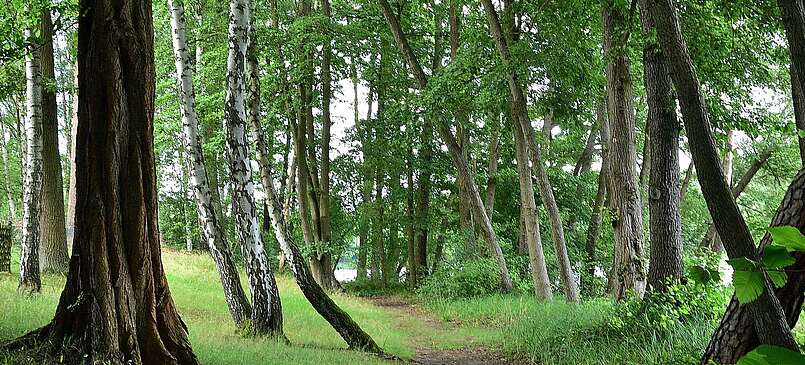 Wanderweg durch ufernahen Wald am Klein Köriser See