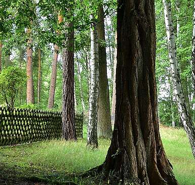 Wanderweg durch ufernahen Wald am Klein Köriser See
