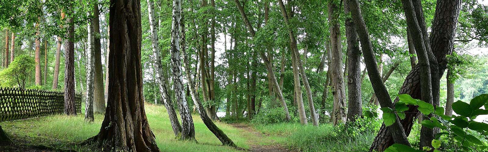 Wanderweg durch ufernahen Wald am Klein Köriser See