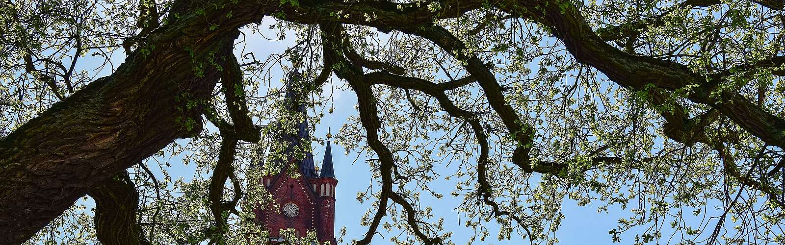 durch die frühlingshaft begrünte Friedenseiche scheint der Kirchturm in Mittenwalde