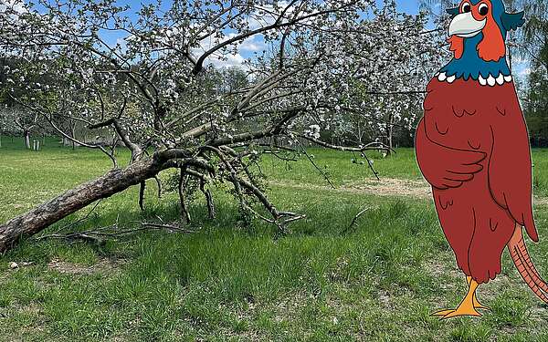Streuobstwiese-und-Fabian_red1