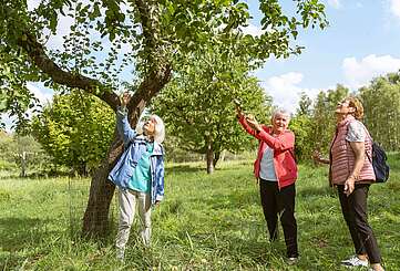 Drei ältere Damen pflücken Äpfel von einem Baum auf einer Streuobstwiese.