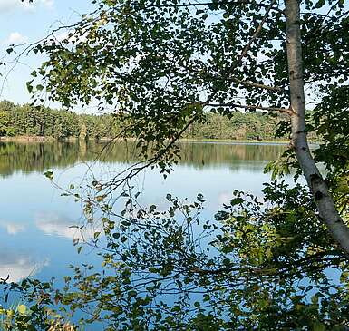 <p>Blick durch die Bäume auf den Pätzer Tonsee</p>