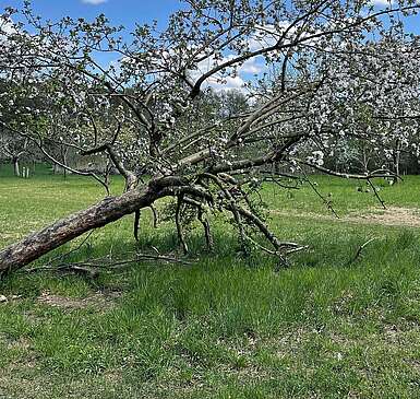 Streuobstwiese-und-Fabian_red