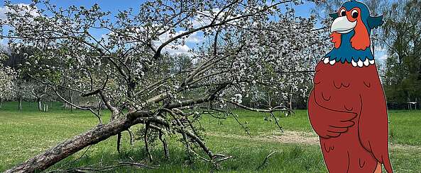 Streuobstwiese-und-Fabian_red